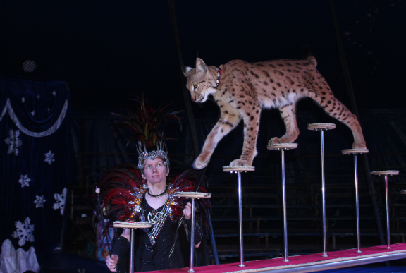 Аттракцион экзотических животных Grand Safari